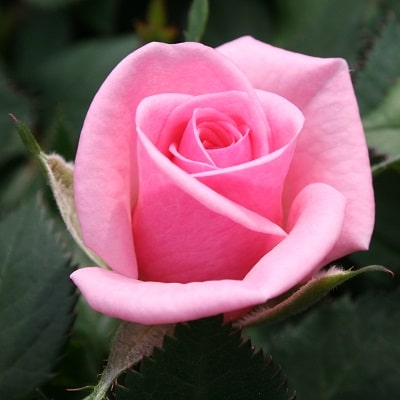 ローズフォーエバー RosesForever | 株式会社ハクサン｜花や植物、園芸 