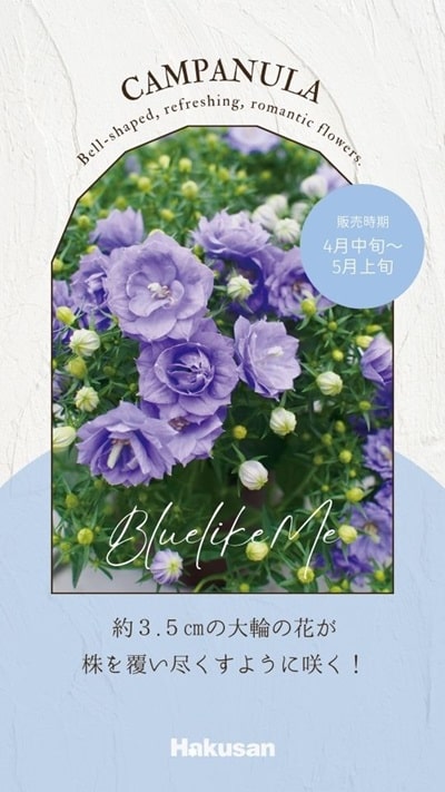 カンパニュラ | 株式会社ハクサン｜花や植物、園芸資材を取扱う