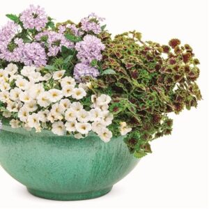coleus5-min | 株式会社ハクサン｜花や植物、園芸資材を取扱う花卉園芸
