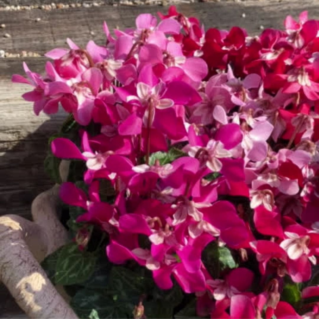 シクラメン ジックス | 株式会社ハクサン｜花や植物、園芸資材を