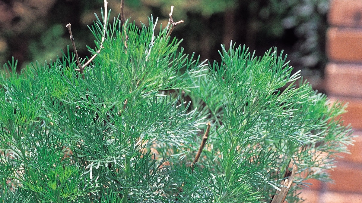 蚊よけに関するよくある質問