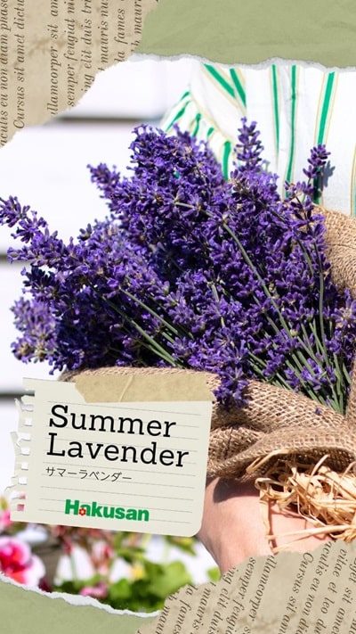 サマーラベンダー | 株式会社ハクサン｜花や植物、園芸資材を取扱う