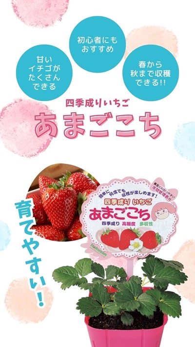 四季成りいちご あまごこち | 株式会社ハクサン｜花や植物、園芸資材を