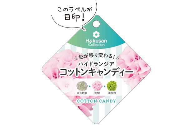 ハイドランジアコットンキャンディーラベル