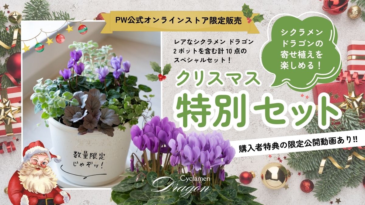 シクラメンドラゴン寄せ植えセット