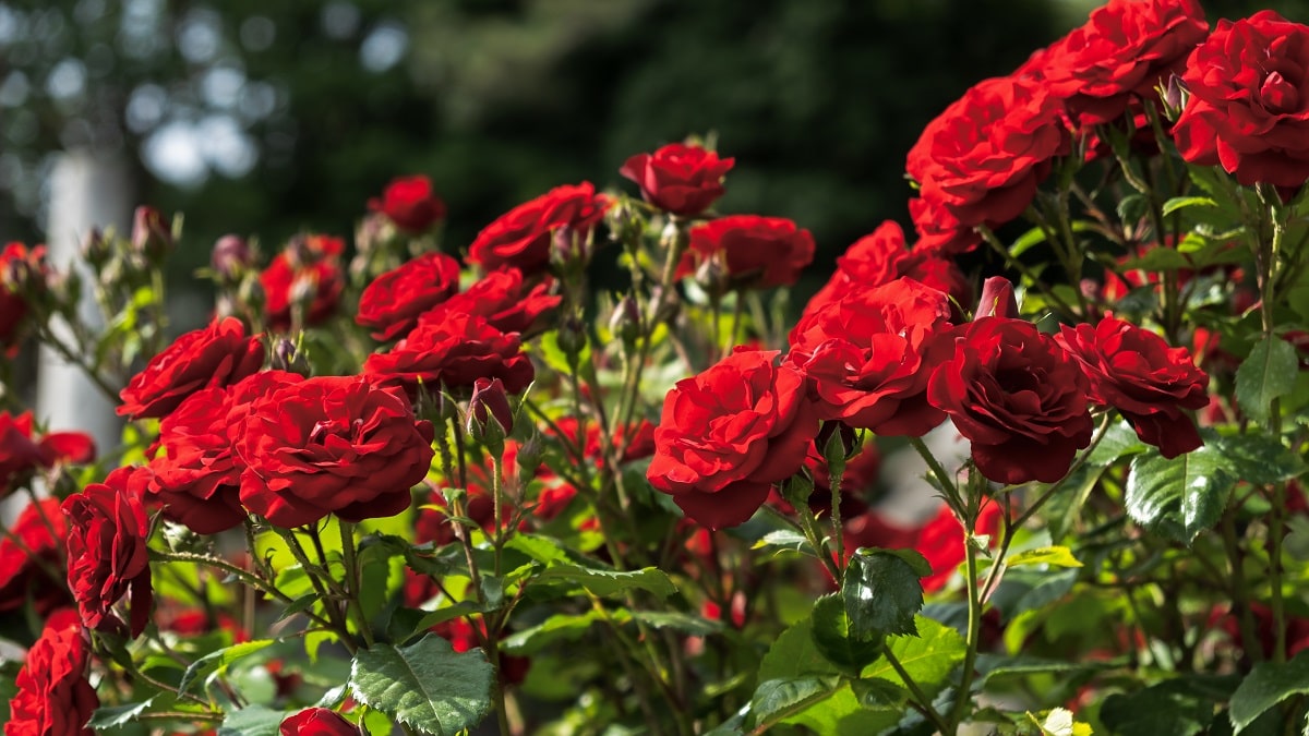 ご確認画像 ピンク バラ苗 挿し木 2年苗 半ツル薔薇 - その他