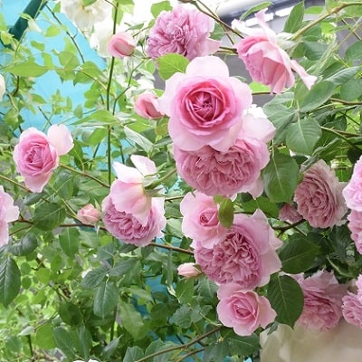 初めてのバラ栽培バラの育て方や剪定方法