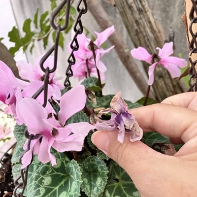 シクラメン プティムーランの育て方 | 株式会社ハクサン｜花や植物
