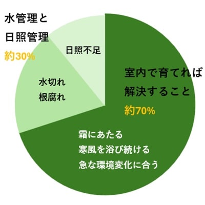 シクラメンが萎れる原因