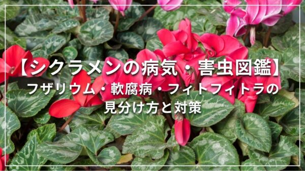 シクラメンの病気・害虫図鑑 | 灰色カビ病・軟腐病・フザリウム・フィトフィトラの見分け方と対策