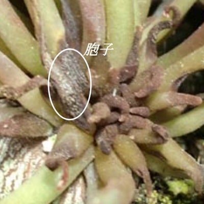 シクラメン軟腐病