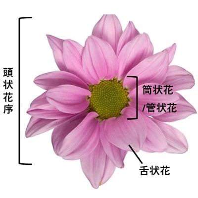 マム菊の花のつくり