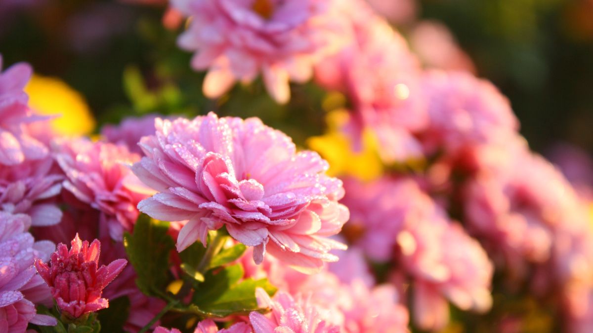 マム菊とは ポットマム ガーデンマム 菊