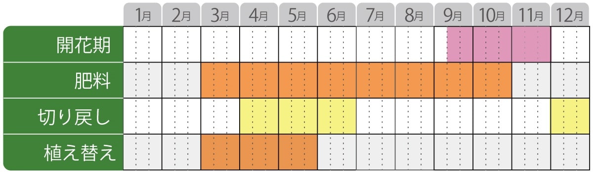 ガーデンマムアレクシアの栽培カレンダー