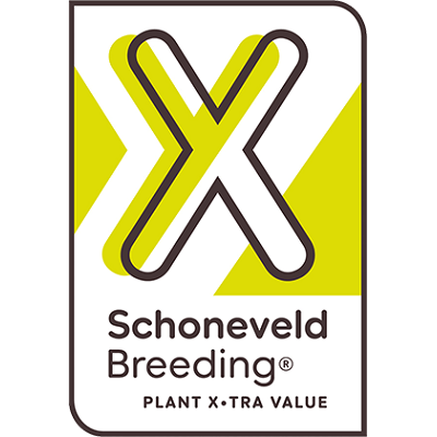 Schoneveld