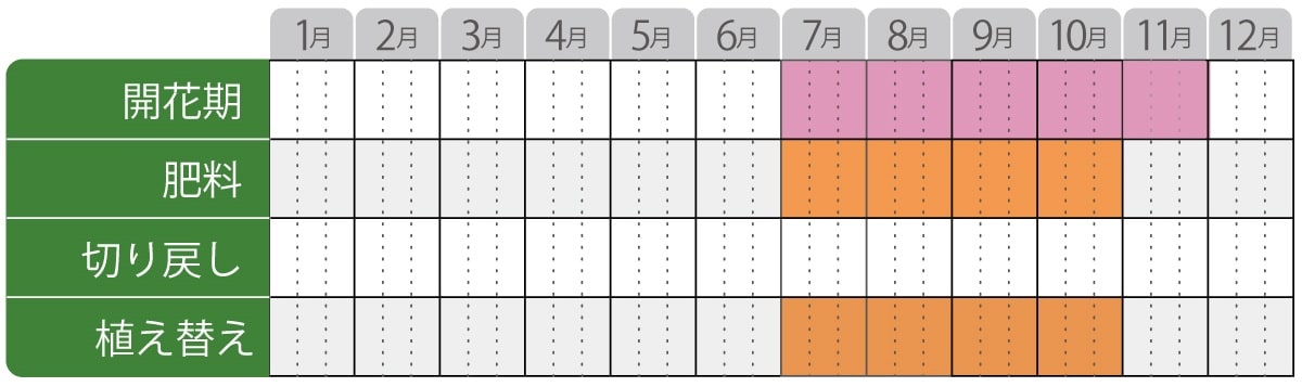 セロシアの育て方