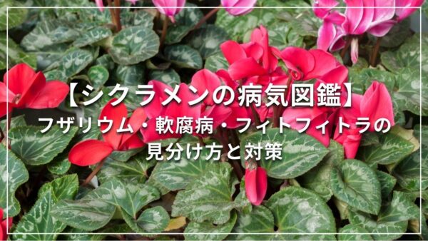 シクラメンの病気図鑑 | フザリウム・軟腐病・フィトフィトラの見分け方と対策
