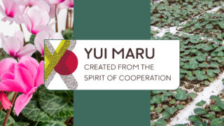 国際共同育種「YUI MARU（ゆいまーる）」プロジェクト　