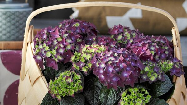 鉢植えアジサイ(紫陽花)の剪定や育て方　長くキレイな花を楽しもう